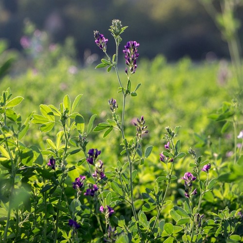 Semi erba medica - semi, vs
