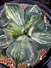 Agave Potatorum                                         ' Rosa Manchada '