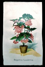 1857circa ANTICA STAMPA CROMOLITOGRAFICA:BEGONIA LUZERNA Curtis Botanical print.