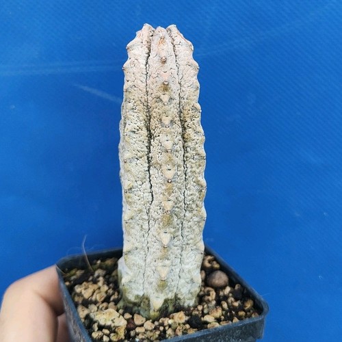 Euphorbia abdelcuri - , (socotra)