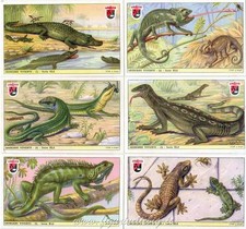 Figurine Lavazza serie n°41 Sauriani Viventi ANNO 1951 Chromo