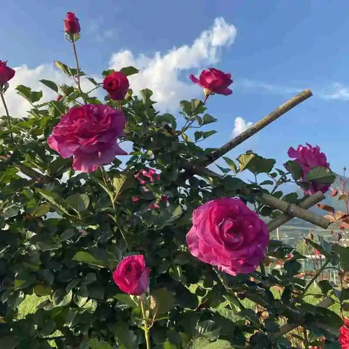 Semi rosa rampicante - di,