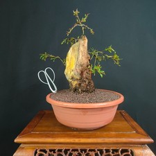 PRE BONSAI  DI MELOGRANO DA