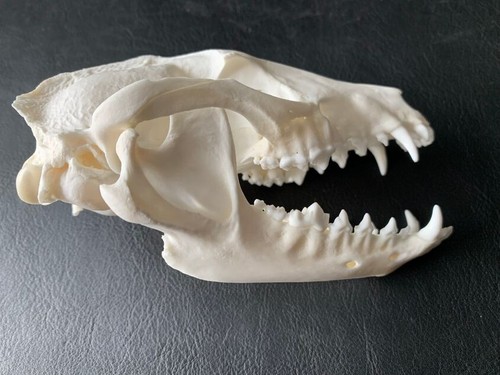 Teschio cane martora a1 - teschio,