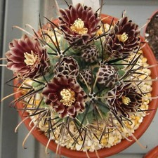 Sclerocactus uncinatus raro seme di cactus 20 SEMI