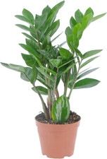 - Zamioculcas Zamiifolia -