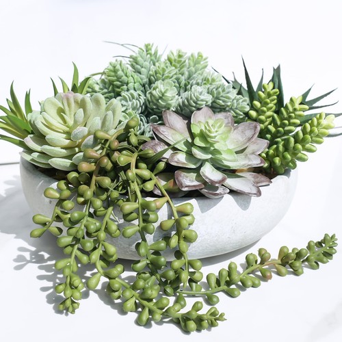 Composizione succulenta - composizione,