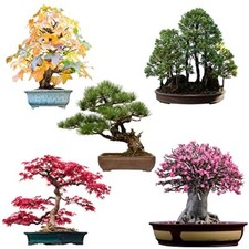 Semi di bonsai eccezionali con