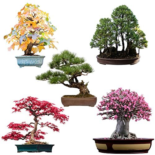 Semi bonsai eccezionali - di, con
