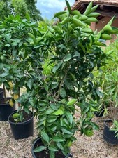 Agrumi Arancio Vaniglia Pianta da frutto in Vaso:  35 cm  Altezza:  160 cm