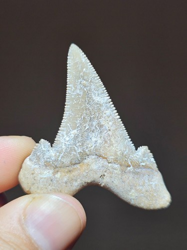 Rarissimo denti fossili - rarissimo,