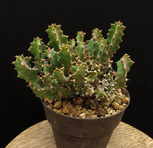 Euphorbia groenewaldii caudex - euphorbia,
