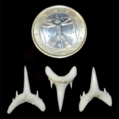 Lotto denti squalo pezzi - lotto,