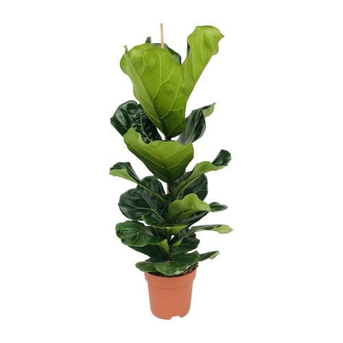 Pianta appartamento ficus - pianta,