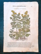 MATTIOLI MATTHIOLI Erbario a