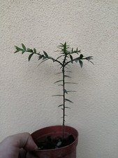 Araucaria Bidiwillii - piantina di conifera sempreverde australiana rara