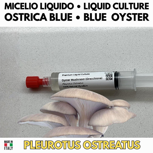 Micelio liquido blue oyster - micelio,