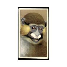 Knevel Makako 1940 Verkade's Appenen Hoefdieren in Artis #26 Baseball Card VG