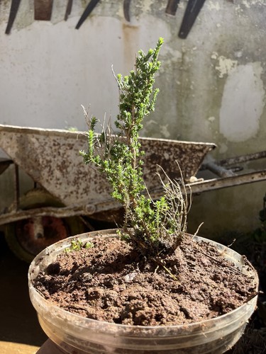 Bonsai timo macchia - timo, .