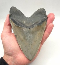 Lunghezza bordo 14,9 cm