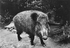 AL2-9) GIARDINO ZOOLOGICO DI