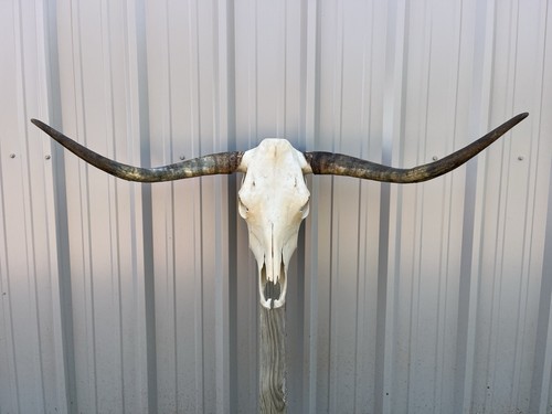 Teschio manzo longhorn - teschio, di