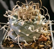 TURBINICARPUS POLASKII OLD