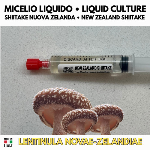Shiitake della nuova - nuova, zelanda