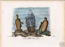 Sea squirts ascidia - squirts,
