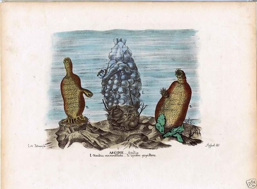 Sea squirts ascidia - squirts,