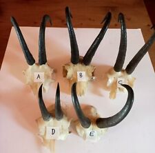 Collezione 5 trofei di