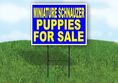 Miniatura schnauzer cuccioli - schnauzer,