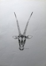 Horst Dumann Antilope Grande Oryx Gazella Africana