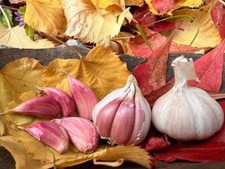Aglio Rosso di Sulmona