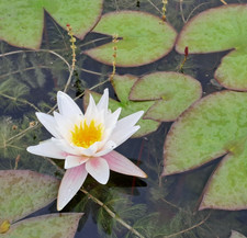 NINFEA BIANCA SELVATICA