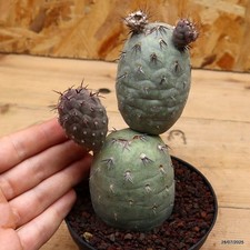Tephrocactus geometricus rosso