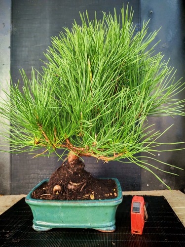 Bonsai pino nero tumbergii h - tumbergii,