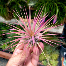 Ionantha Pink Air Plant