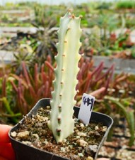 3PCS 8-12CM Euphorbia Trigona