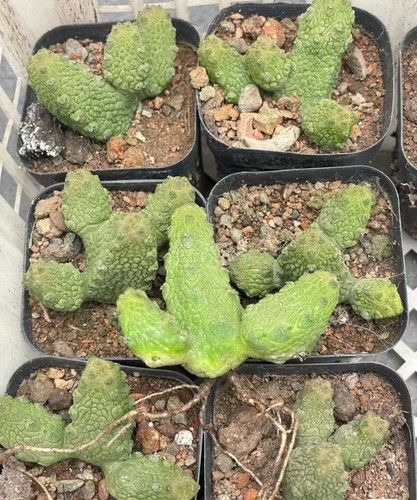 Rara teste pseudolithos - rara,
