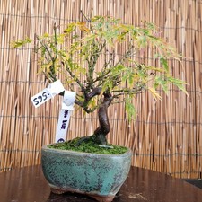 Bonsai di Shohin acero