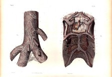 Antica litografia 1869 Borgery
