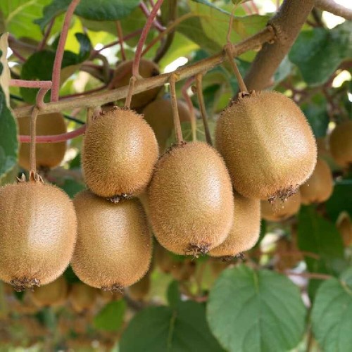 Lot graines de - de, kiwi