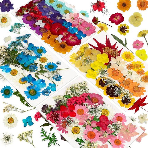 144pz fiori pressati - pressati, secchi