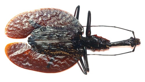Coleoptera carabidae - coleoptera,,