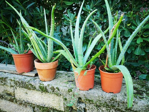 Pianta aloe vera barbadensis - pianta,
