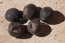 FALSO BANANO - ENSETE