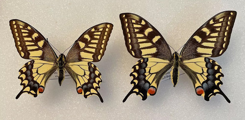 Papilio machaon - papilio,