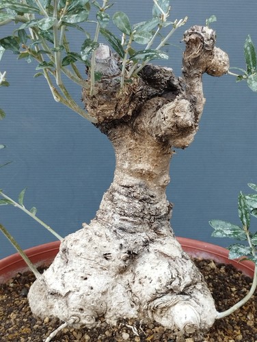 Bonsai olivastro 30x20cm - bonsai, in