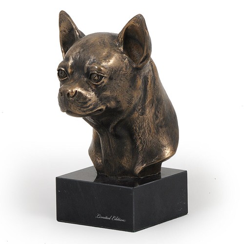 Chihuahua pelo corto testa - a,